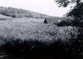 Scheelegatan. Område utmed Scheelegatan. Nedanför Sommarhemmet. Foto: juni 1950.