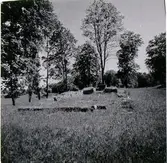 Bjärka kyrkoplats och kyrkoruin från kyrkoutgrävningen.