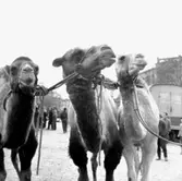 Cirkus i stan.
Bildsidan.
21 maj 1955