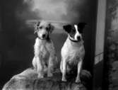 Ateljébild, två hundar ”vy 1917E” på asken
	Metallutfällning.