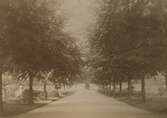 Södra kyrkogården. Av trädens storlek att döma är bilden tagen under 1880-talet.