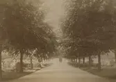 Södra kyrkogården. Av trädens storlek att döma är bilden tagen under 1880-talet.