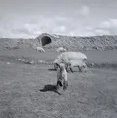 Några får vid Gråborg.

Ölands största fornborg, anlagd under järnåldern men i bruk ända in i historisk tid. Intill borgen finns en medeltida kapellruin och byn Borg med ett välhävdat odlingslandskap.

Gråborg är Ölands största fornborg och även en av Sveriges största anläggningar i sitt slag. Liksom Ismanstorp är den belägen centralt på ön. Borgen har tidigare benämnts Backaborg men denna benämning har efter hand flyttats över till den närliggande byn Borg. 

Borgmuren omsluter en yta på 210 x 160 meter och ringmurens höjd varierar 4-7 meter. Murens ursprungliga höjd har uppgått till cirka 8-10 meter med en tjocklek på cirka 10 meter. I nordväst finns en port med ett medeltida valv som förstärkt med kalkbruk. Borgen har tidigare haft ytterligare två portar, en i norr och en i söder. Enligt äldre källor har den befintliga porten tidigare krönts av ett mindre torn, även den södra porten har haft ett torn.

Arkeologiska fynd
Borgens betydelse under medeltid har utan tvekan varit ansenlig och bekräftas delvis av det ganska omfattande lösfyndsmaterialet, där det medeltida materialet överväger. Borgens funktion har troligen förändrats från en försvarsborg i riktning mot handelsplats och kanske ett slags administrativt centrum. När borgen 1450 tillhörde Vadstena kloster skattades i salt, vilket tyder på handelsaktiviteter.

Källa Länsstyrelsen i Kalmar län.
