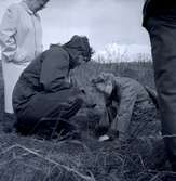 Dr. Ragnhild Boström och Ulf Erik Hagberg i Kårehamn vid en arkeologisk undersökning, juli 1962.