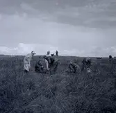 Ragnhild Boström i en arkeologisk undersökning på Kåreholm 1962. Kåreholm är ön utanför Kårehamn.