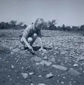 Filosofie studerande Ebba-Stina Carlsson vid Nybyåsen. Vid Nybyåsen och Långerumsåsen har man ofta begravt de döda. Under utbyggnaden av väg 136 undersöktes drygt halva gravfältet på Långerums samfällighet. Inventeringen omfattade ett 20-tal gravar och 30 anläggningar, varav två boplatslämningar. Efter avtorvningen visade sig åsen vara täkt av en tät matta av sten som gav utryck av ett 