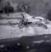 Fynd från Störlinge.
En fibula är ett dräktspänne. Fibulan användes allmänt i Europa under bronsåldern och järnåldern.