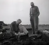 Utgrävning vid Skedemosse med Ulf Erik Hagberg och kung Gustaf VI Adolf.