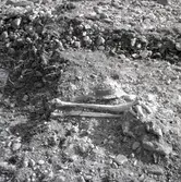 Utgrävning i Köpingsvik med K-G Petersson den 15/9. Här visas ett lårben.