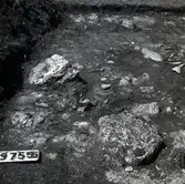 En arkeologisk utgrävning vid Skedemosse 31/5 1960.