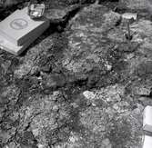 En arkeologisk utgrävning vid Skedemosse 31/5 1960.