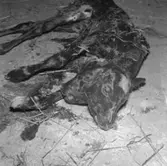 Kalv med två huvuden.
6 september 1955.