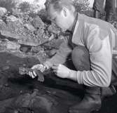 Utgrävning i Klinta 1957.