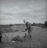 Arkeologisk undersökning på Nybyåsen 18/9 1958.