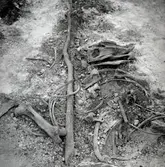 Hästskelett vid Skedemosse.