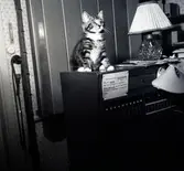 En liten katt som tittar i det blå.