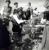 Män och kvinnor i folkdräkter klär midsommarstången under hantverksmässan i Kalmar 1947.