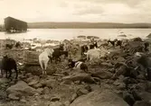 Getter vid en stenig strand av en fjällsjö.
