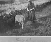 Kalv på grönbete vid Both på Lyrön