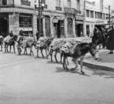 Tegeltransport med fyrbenta åsnor. Bogotá i juli 1935