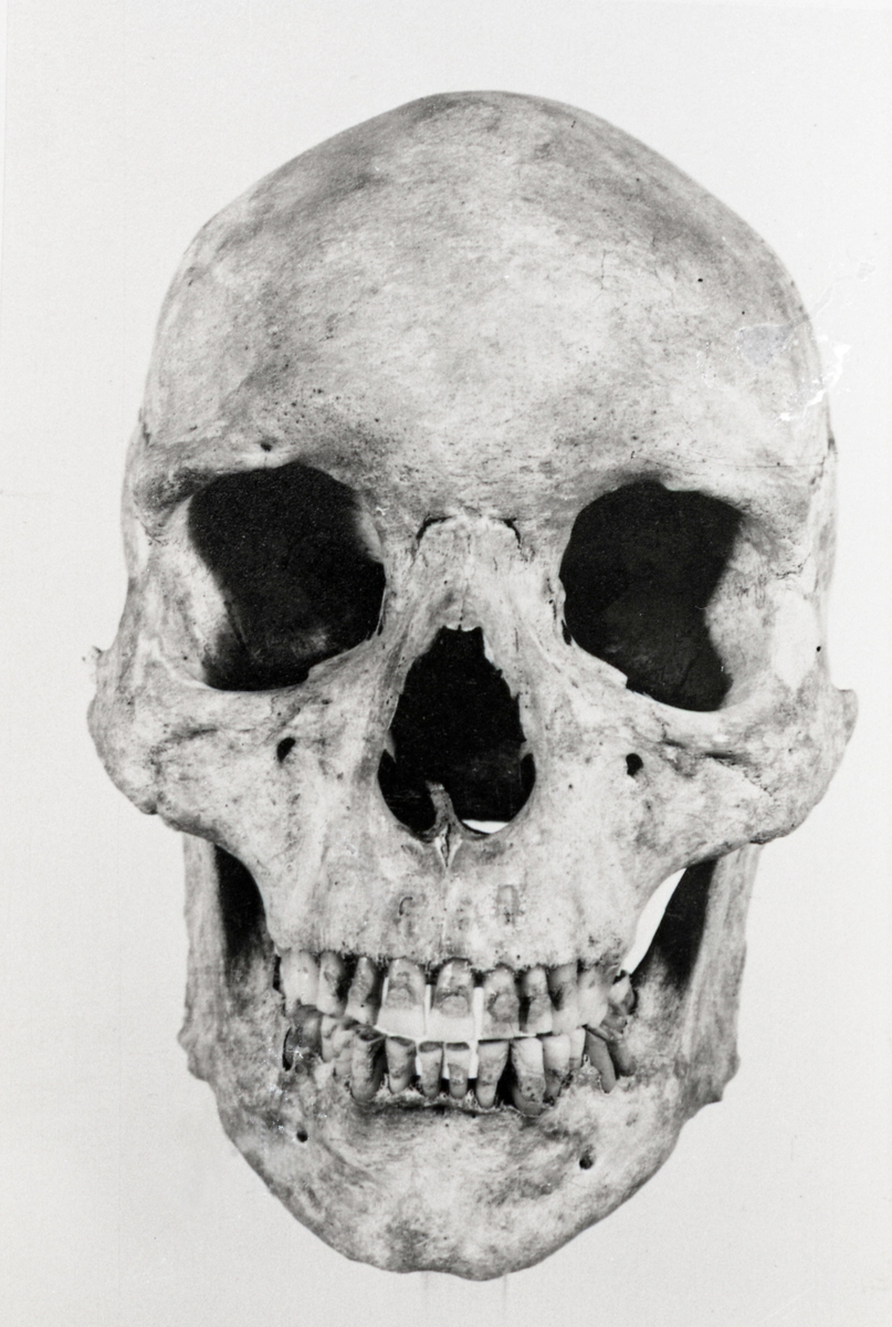 O. Thulin, Group 11. Cranium 1. Front view.