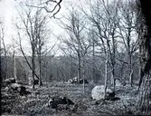 Domarring på Tjuvbackarna tillhörande det stora domarringskomplexet där.