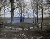 Konvaljebacken rund grav med en ek som vårdträd.