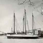 Jenny av Saltvik

Tremastskonare. Jenny av Saltvik.  Byggd i Stockholm 1852.
Seglade i kustfart ännu 1958. Foto Axel Andersson i Saltvik.