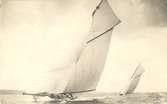 Segelbåtar 1901