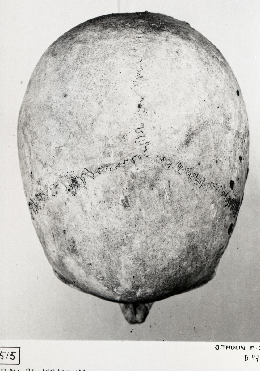 O. Thulin, Group 21. Cranium seen from above.