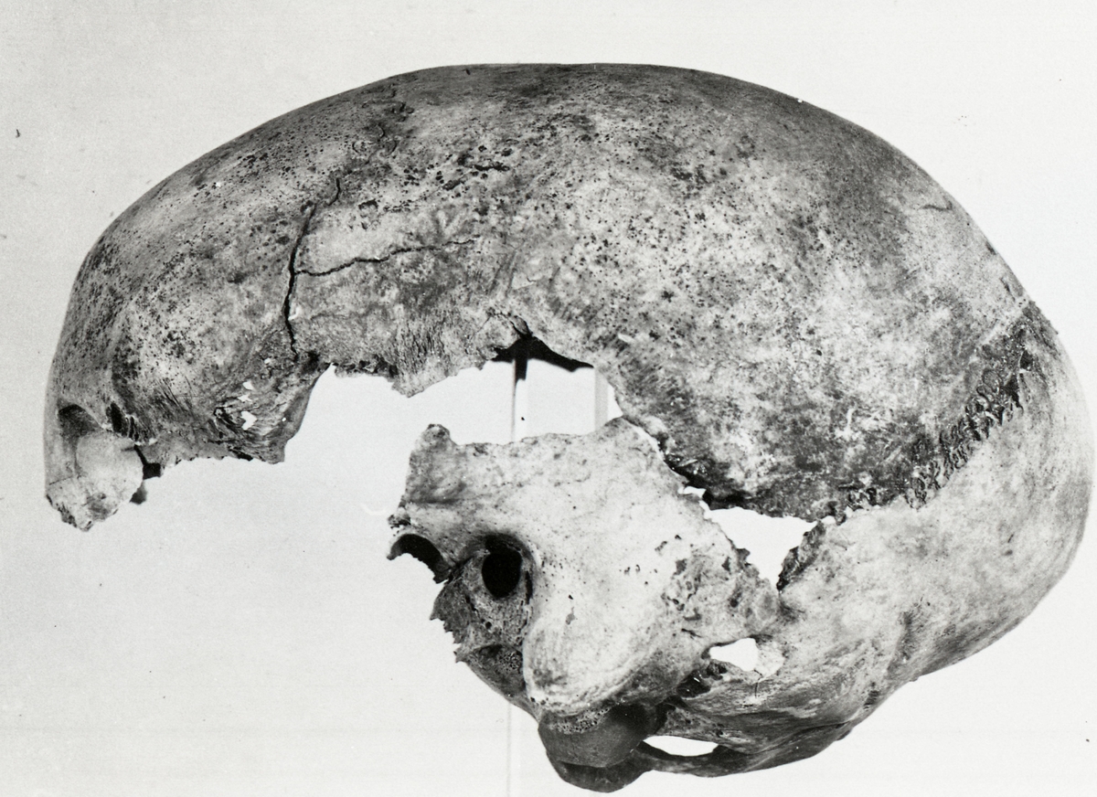 O. Thulin, Group 23. Kranium III seen from the side.