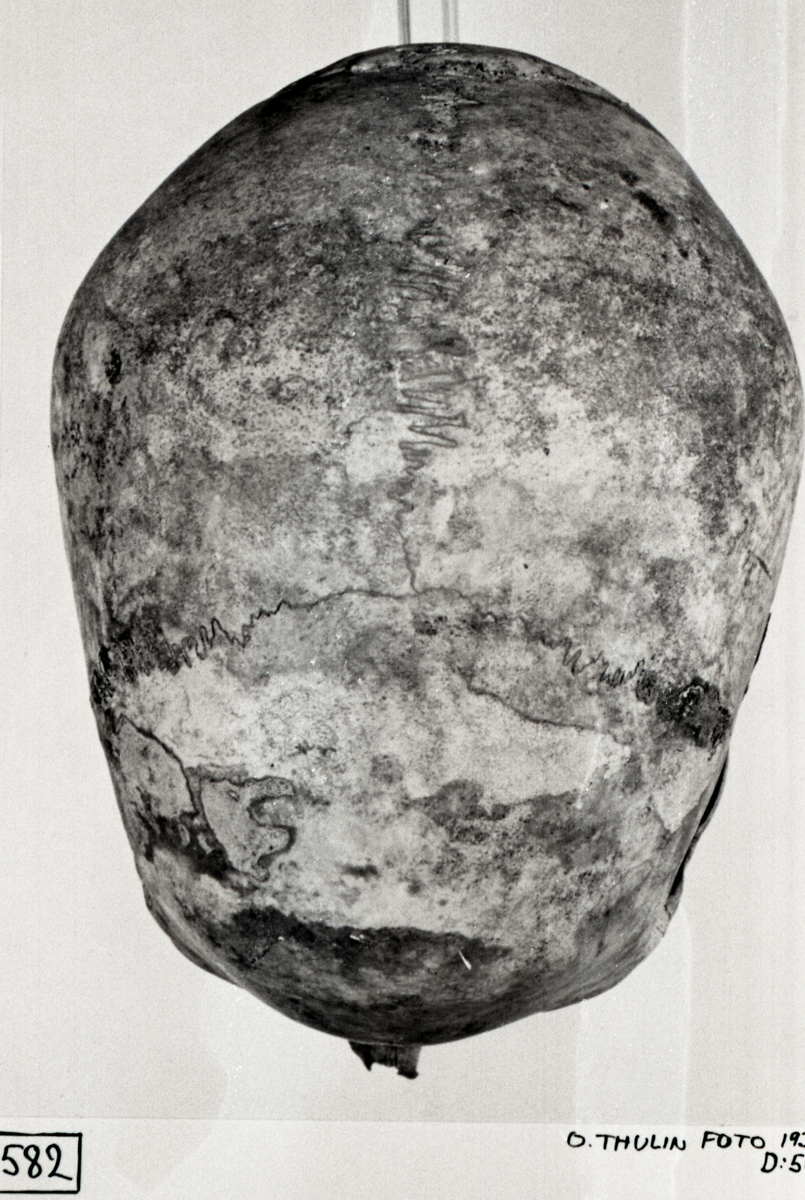 O. Thulin, Group 31. Skeleton V. Kranium from above.