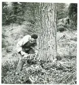 Okänd man med motorsåg.  8/10 1952.