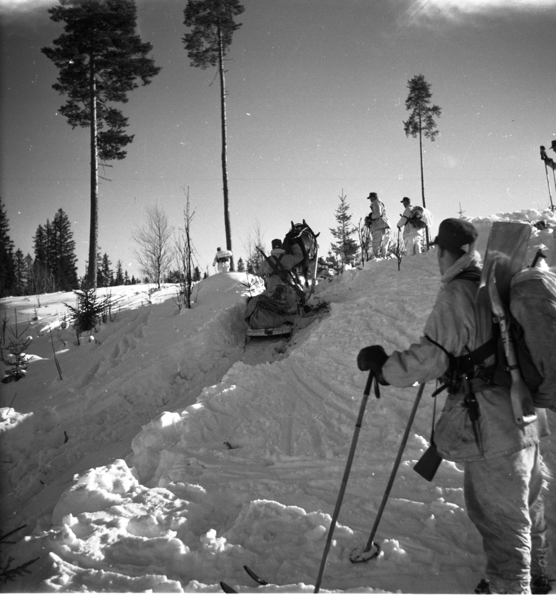 Bo Sallmander, Hästen drar släde över en snötäckt backe. Värnplikt vid Norrlands dragonregemente K4, Umeå, 1955-1956.