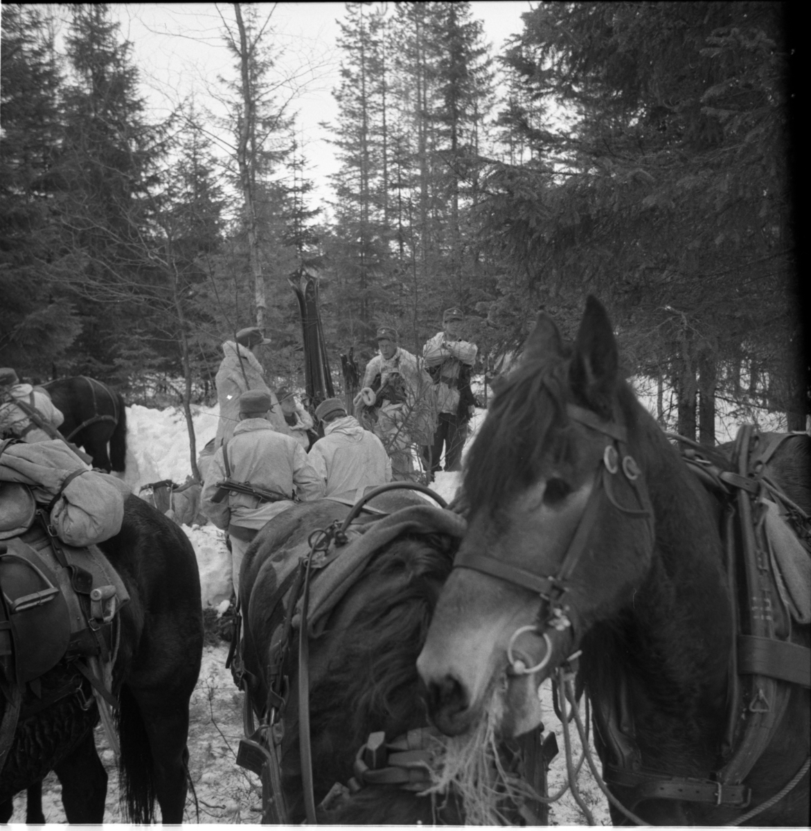 Bo Sallmander, Hästar och soldater i skogen. Värnplikt vid Norrlands dragonregemente K4, Umeå, 1955-1956.