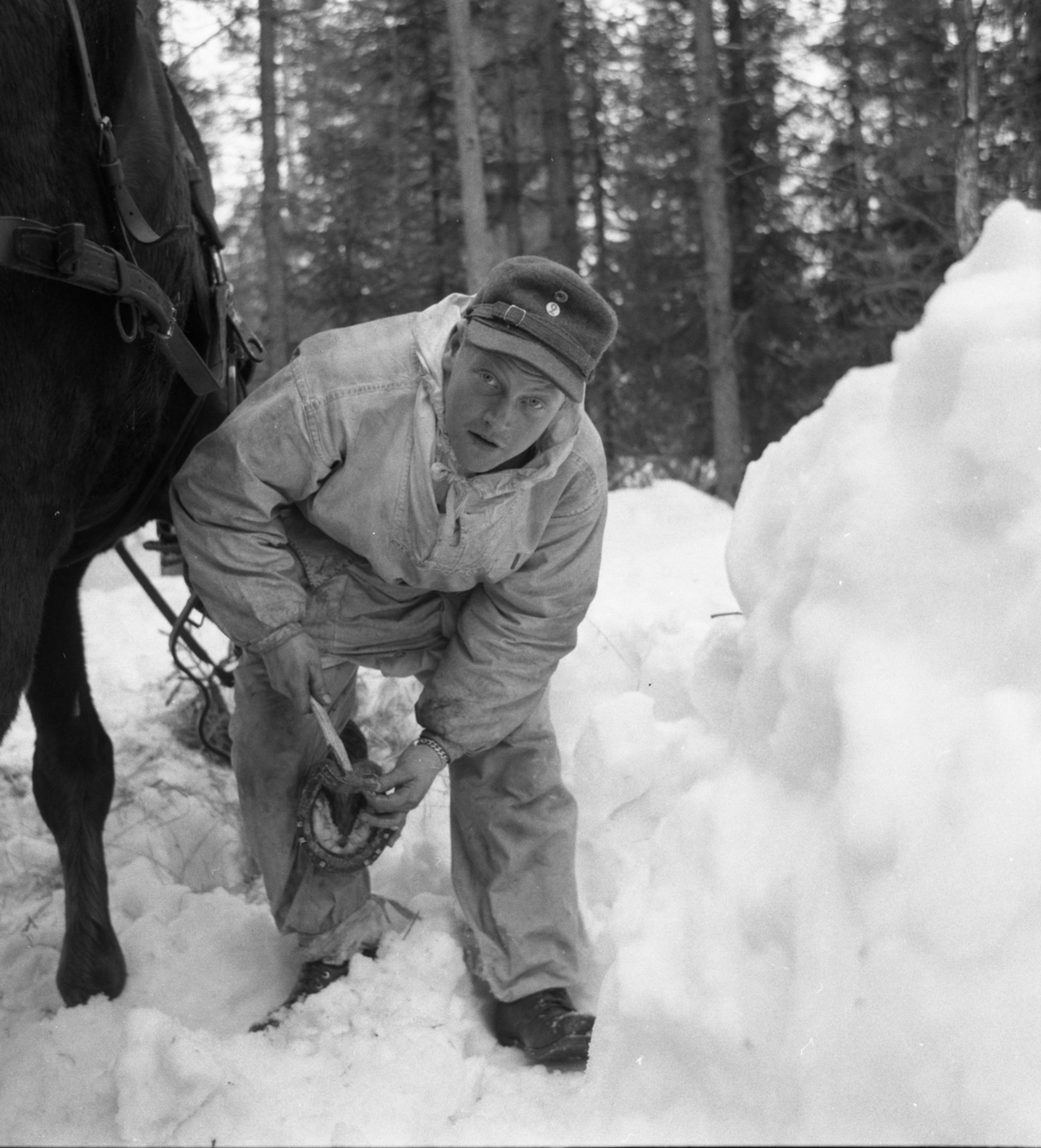 Bo Sallmander, Värnpliktig skor en häst under vinterövning. Norrlands dragonregemente K4, Umeå, 1955-1956.