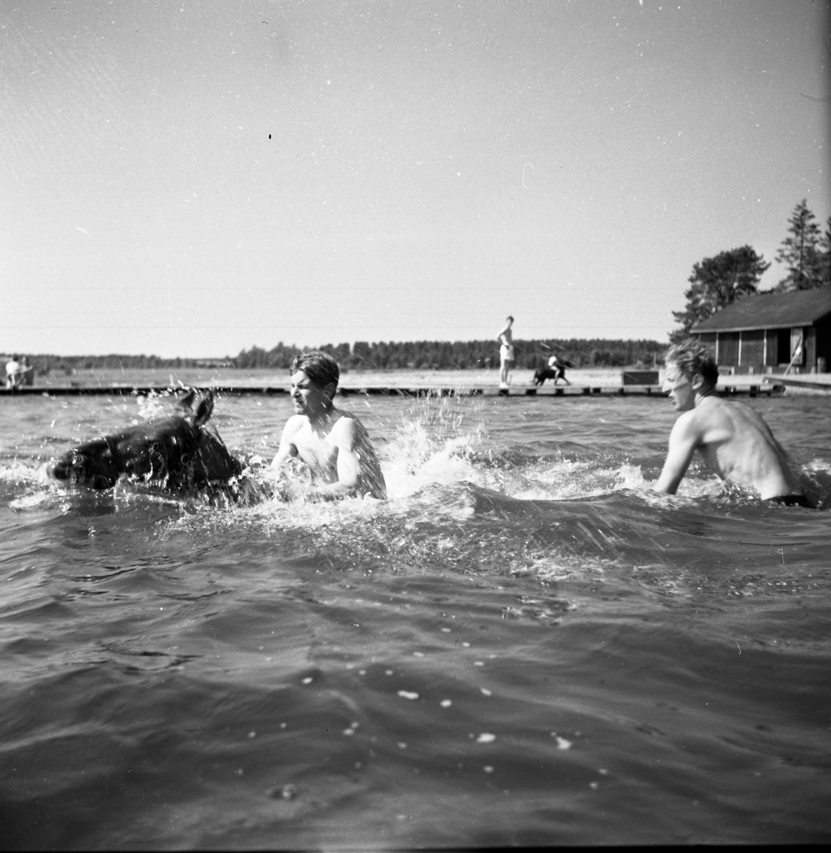 Bo Sallmander, Två värnpliktiga badar häst, Norrlands dragonregemente K4, Umeå, 1955-1956.