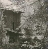 Resterna av en gammal vattenkvarn i skogen vid Algutsboda.