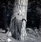 TV-Elvis kramar om ett träd, på uppdrag av Hylands Hörna.