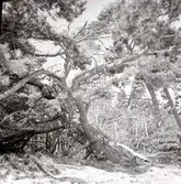 Landskapsmotiv från Trollskogen i Böda.