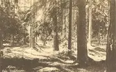 Vykort med motiv från Joelskogen.