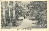Vykort med motiv från Joelskogen i Nybro.