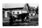 Lantbrukaren Vilhelm Nylin skall tillsammans med en med hjälpare slakta en stor tjur. I höger hand håller han slaktmask. Bilden är tagen i byn i Södra Billinge, Kils socken, på fastigheten Billinge 4:12 omkring år 1915.
Vilhelm Nylin föddes 1878 i Höglunda, Södra Billinge, Närkes Kil. Vid sidan av jordbruket ägnade han sig åt slakterirörelse. År 1921 köpte han Kumla gård i Hovsta där han också bosatte sig. Han har också bedrivit auktionsverksamhet och var på 1930-talet länets mest anlitade auktionist. Slaktardräng på bilden är Herman Gustafsson.