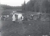 Mjölkdags. I förgrunden Sigrid Johansson och Sigvard Ankarwall. I bakgrunden i vassruggen Karlsbergsgölen där brodern Sigurd metar. Korna är från vänster: Sippa född 1924, Svana född 1914 och Löva född 1922.