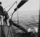 Lennart Wållberg Norrköping var förste kock på ubåten Neptun 1954 Neptuns långresa 1954.
Torpedbärgning