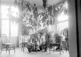 Interiör från Hejllska huset i Varberg från 1904, uppfört till stadsfiskal Nils Olof Samuelsson på Bomlyckan 1 (numera Bomlyckan 10), Västra Vallgatan 61. Provinsialläkare Karl-Holger Hejll flyttade in i villan 1945, därav namnet.

Något slags ljust vinterrum för växter på piedestaler och med rottingstolar. En växt med stora blad hänger ut över rummet i trådar från taket.
