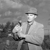 Åley ankfarm.
22 september 1955.