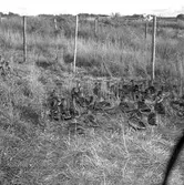 Åley ankfarm.
22 september 1955.