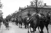 Bildsvit från Cirkus Strassburgers besök i Karlstad år 1929. Cirkusen är enligt expertisen den största som turnerat i Sverige.