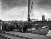 Sillskuta från Lysekil i Inre hamn 1928